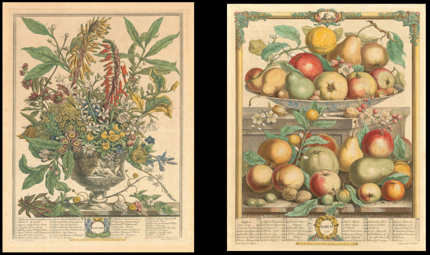 Apples and Pears - Daniel Crouch Rare Books - Antique and vintage maps, rare books, charts and atlases