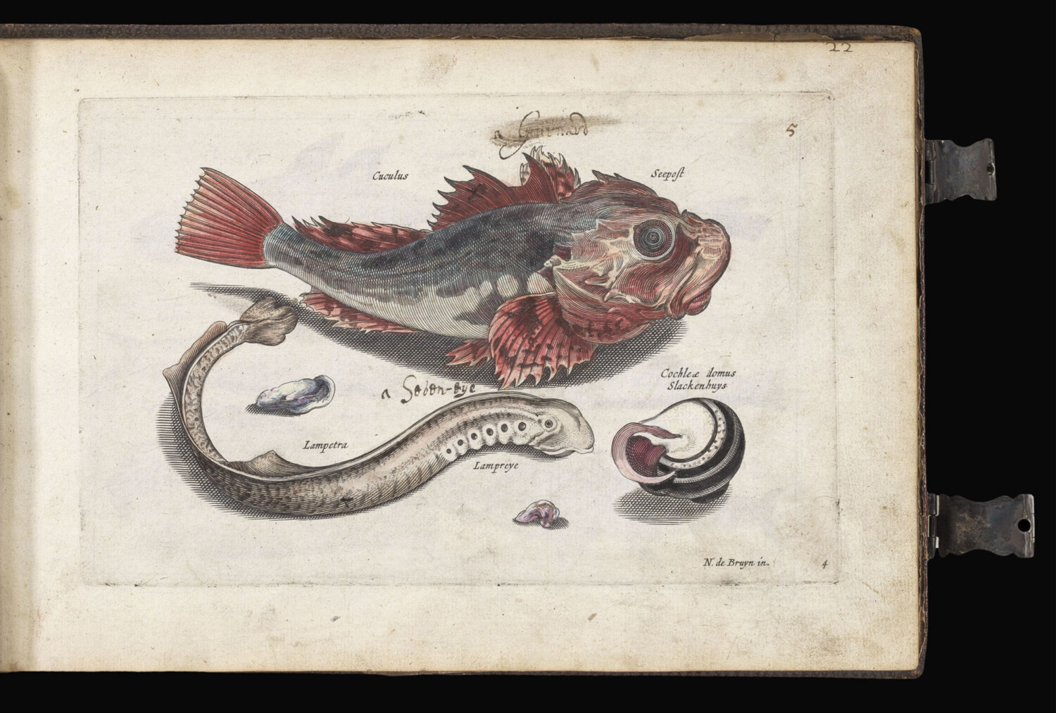 Untitled album of Natural History engravings - Daniel Crouch Rare Books - Antique and vintage maps, rare books, charts and atlases